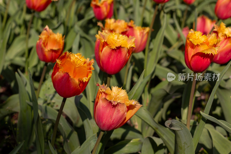 杭州太子湾多彩郁金香花海景观