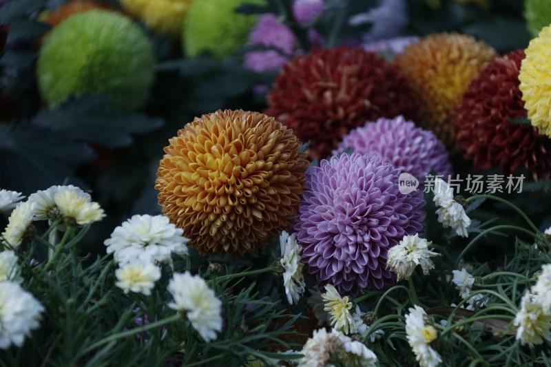 紫色球菊花 绿色球菊 黄色球菊 