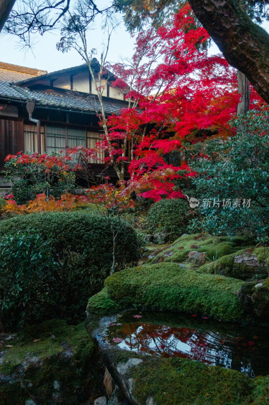 枫叶 庭院 日式庭院 日本 京都