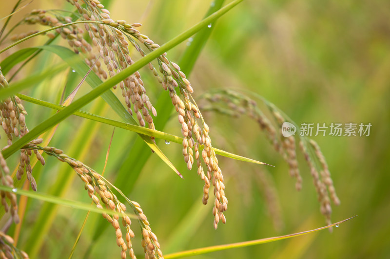 中国主食之一的稻米生长在田地里