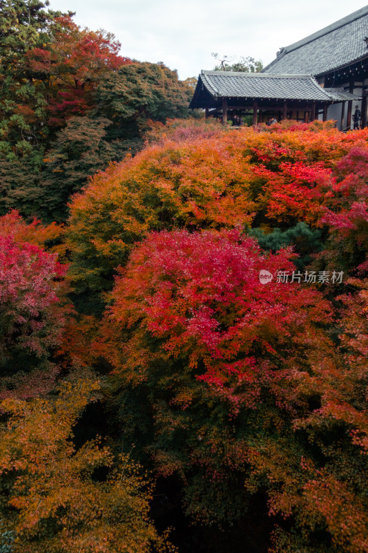 京都 枫叶 庭院 寺庙 秋天