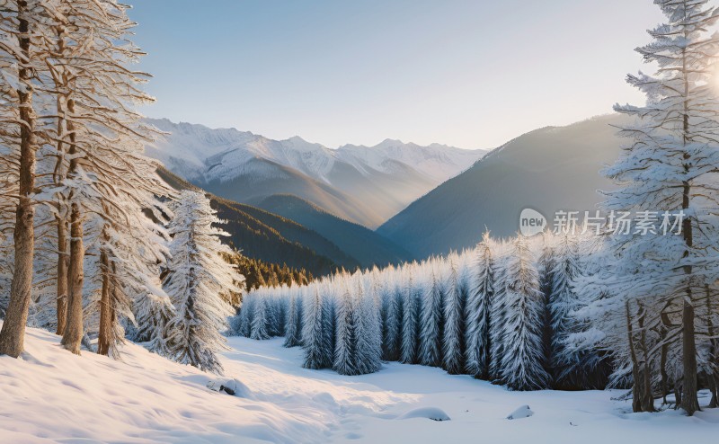 冬季森林白雪覆盖风景