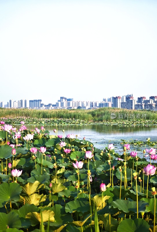 玄武湖城市边荷花池塘景观