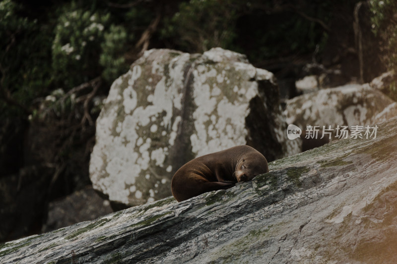 新西兰米佛峡湾Milford Sound野生海豹