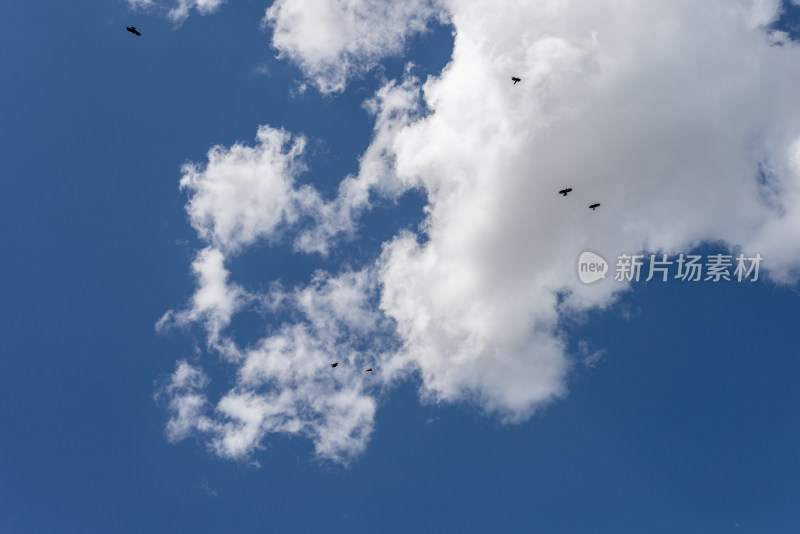 蓝天白云天空鸟