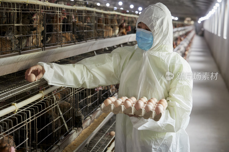 身穿防护服展示油鸡蛋的女性饲养员