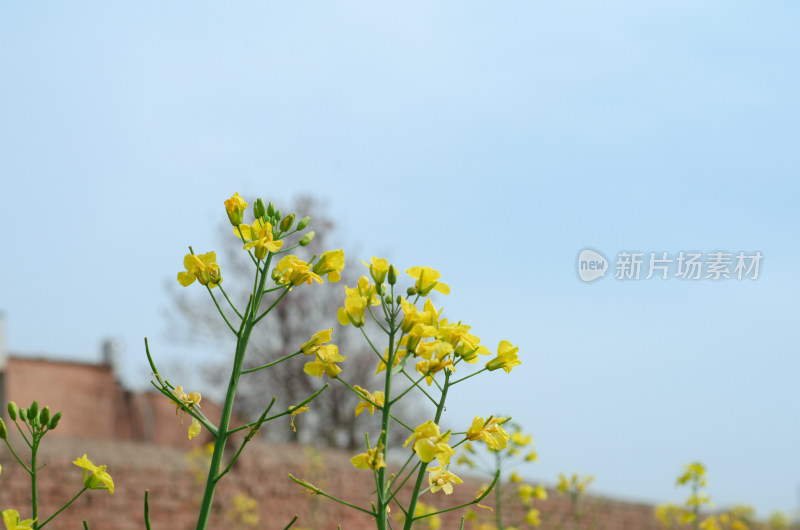 春天的油菜花盛开