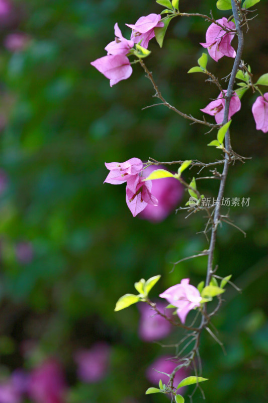 三角梅盛开的花枝特写