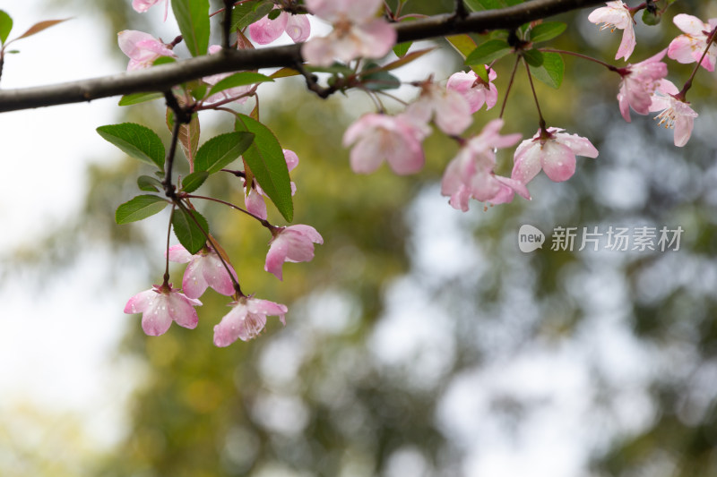 带水珠的粉色海棠花特写