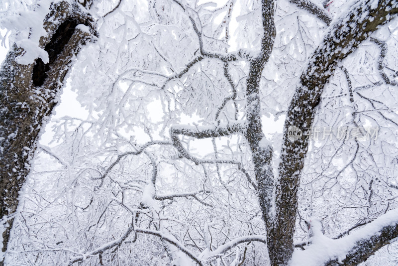 冬季大雪树木雾凇雪挂