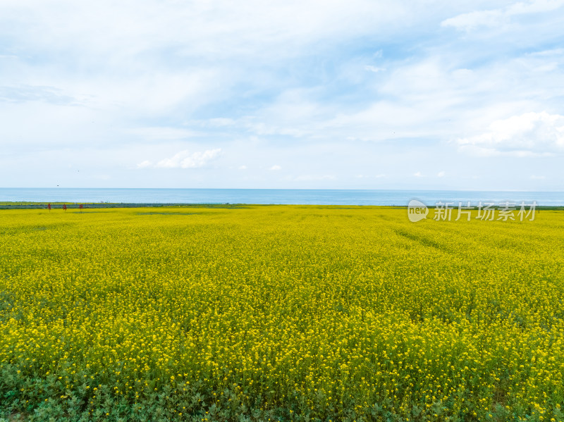 中国青海湖油菜花