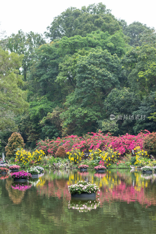 深圳仙湖植物园花展