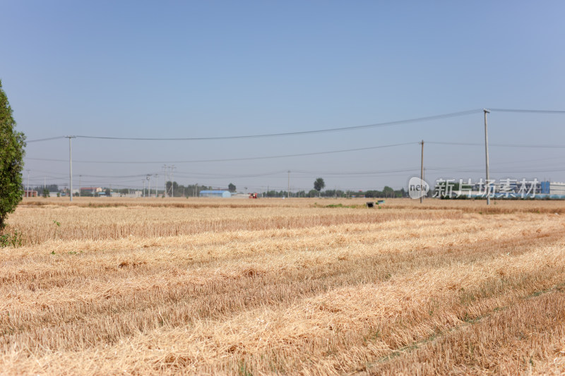 夏季麦子成熟收获场景