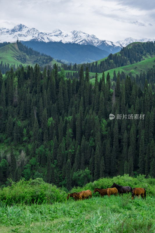 新疆伊犁恰西雪山下的马群