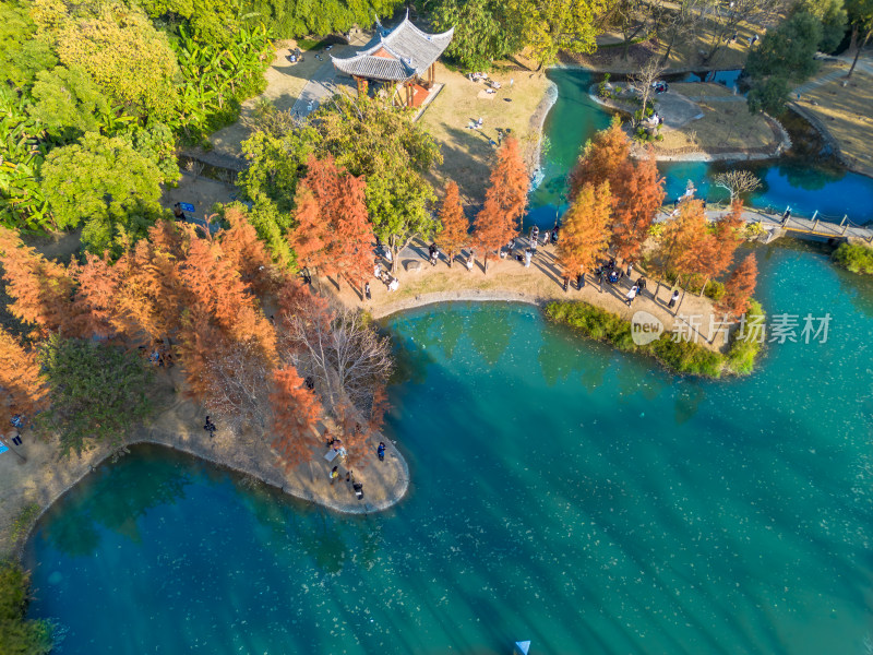 福州城市中色彩斑斓的树林全景