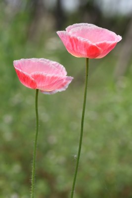 盛开的花朵