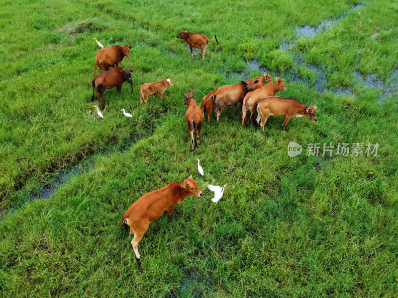 牧场草地上散养黄牛牛群的俯拍景象