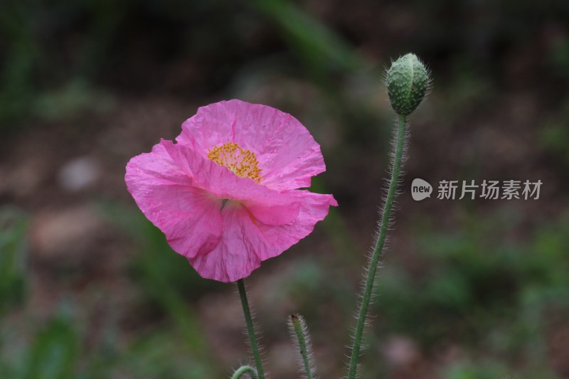 不知名的花朵