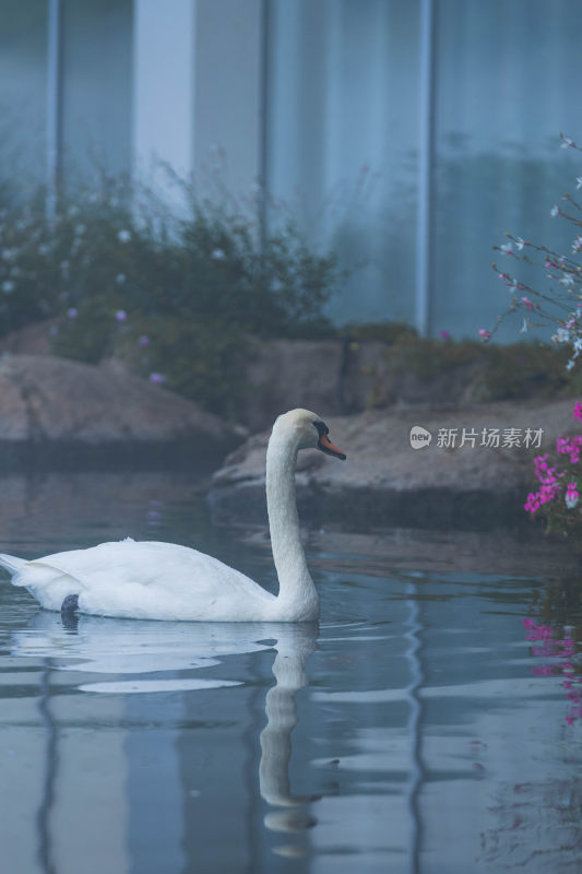 静谧湖泊上的天鹅