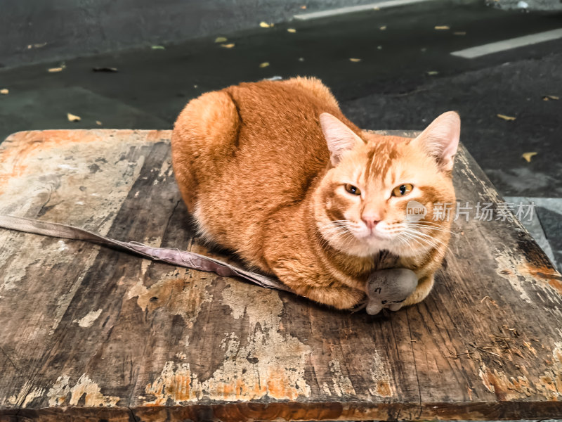 被栓在木头桌面上的橘猫