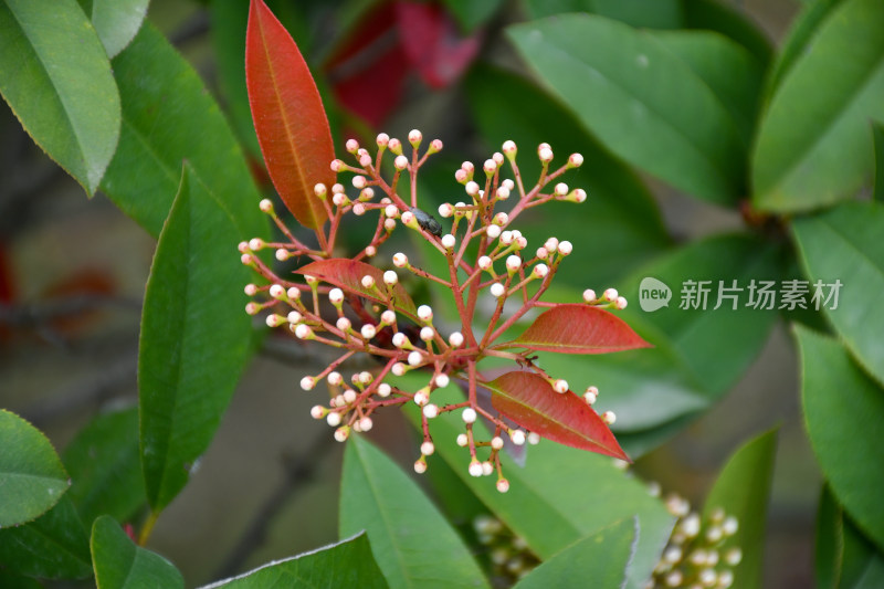 带红色叶片的植物微距特写