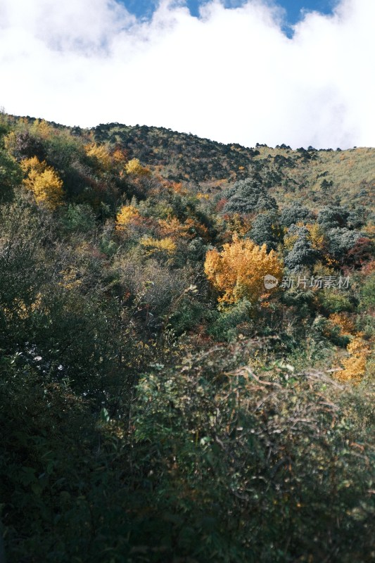 山间多彩植被风景