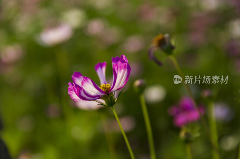 四季花卉盆景格桑花