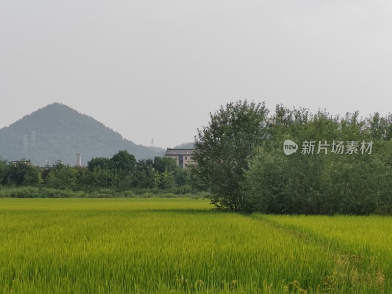 稻田边绿树成荫的乡野风景