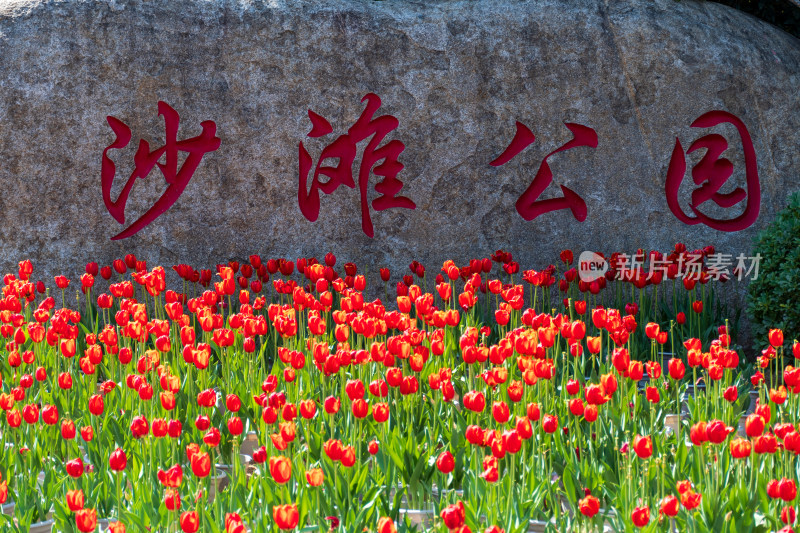 大片郁金香花海景观