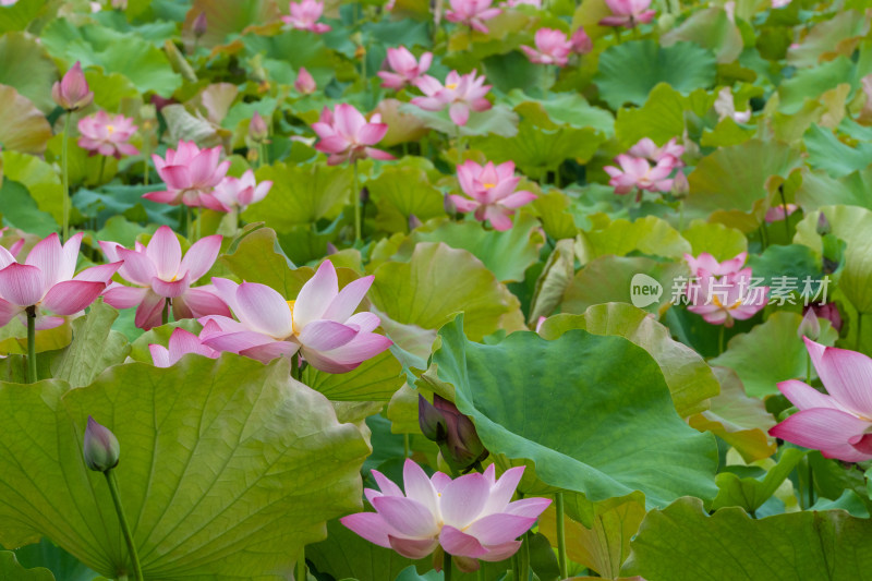 粉色荷花特写镜头