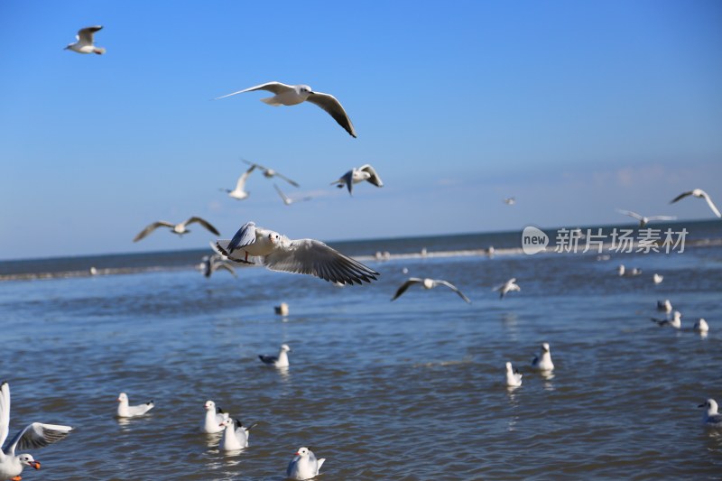 海边飞翔与栖息的海鸥