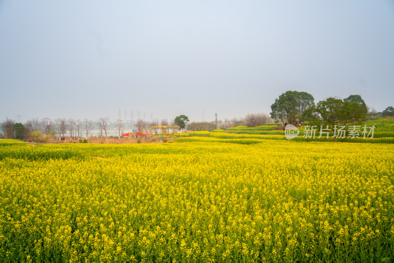 武汉东湖油菜花花海