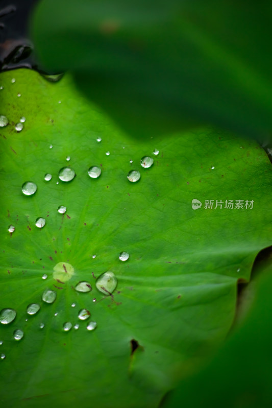 夏季顶流-荷花