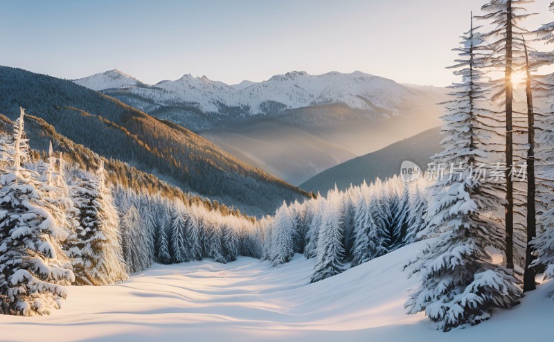 冬季森林白雪覆盖风景