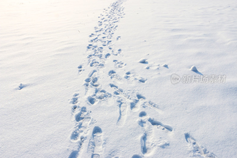 雪地上延伸的脚印