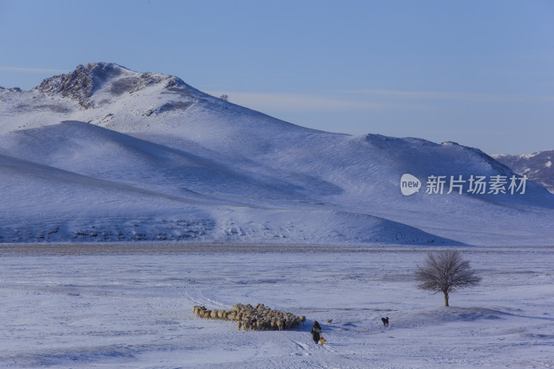 坝上冬日雪景马群羊群骆驼白桦树