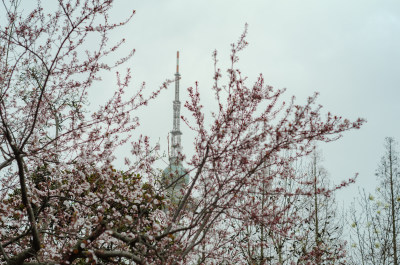 春天的重中山公园，繁茂的樱花花枝