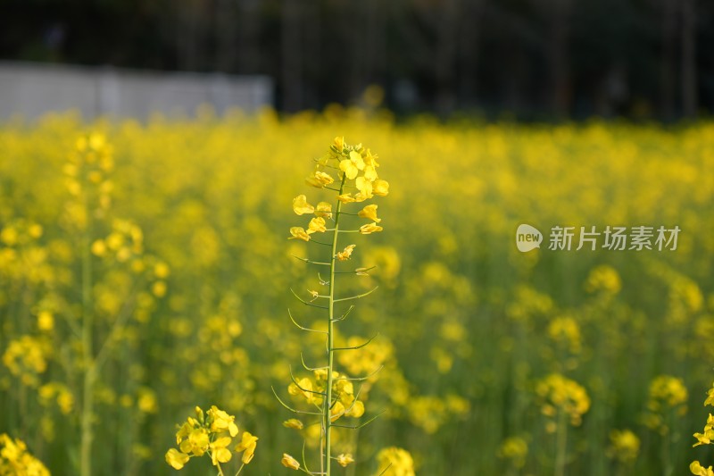 盛开的油菜花