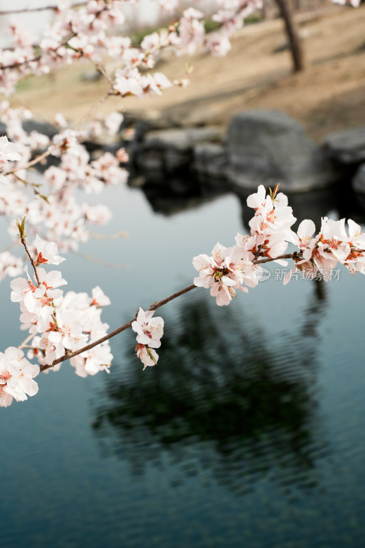 圆明园春天桃花桃树