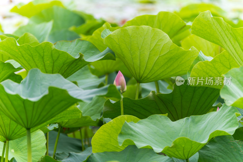 夏日荷花