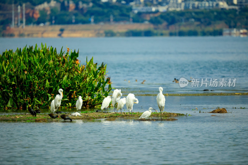 云南大理洱海湿地公园白鹭