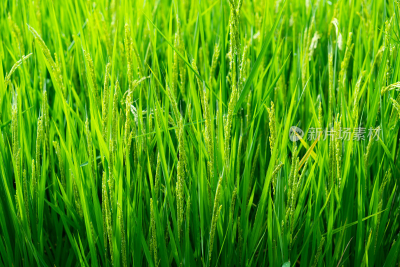 晴空下绿油油的稻田