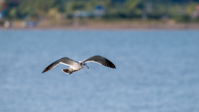 海鸥（Larus canus）