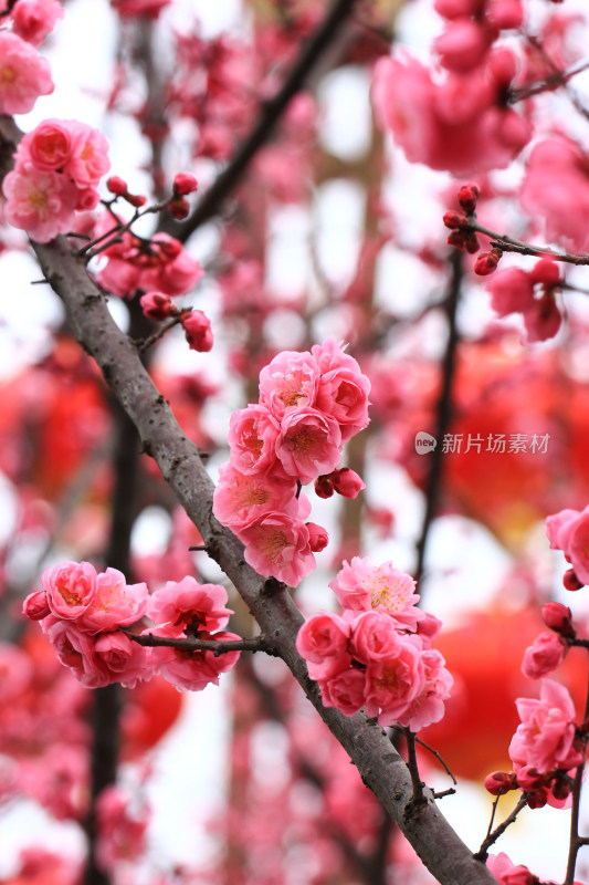 初春绽放的粉红色梅花