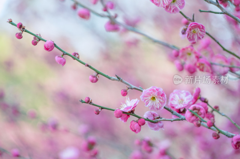 特写粉色梅花枝头绽放