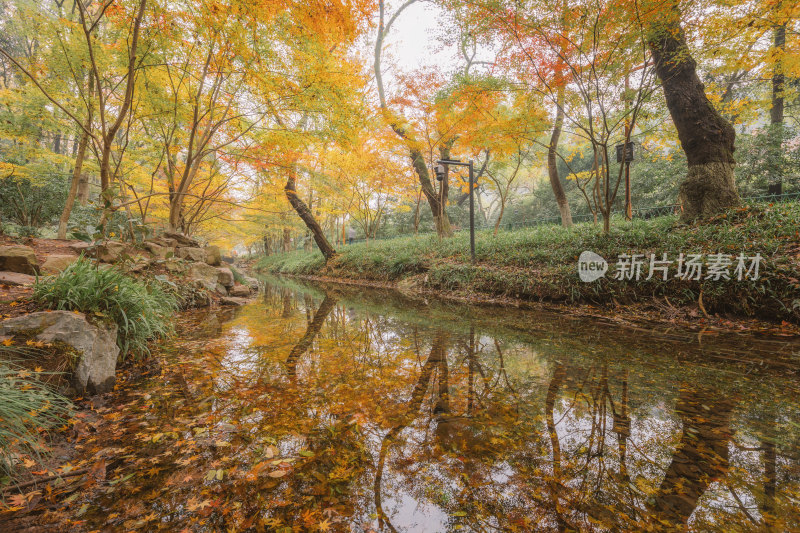 杭州九溪烟树枫叶溪流秋景秋叶