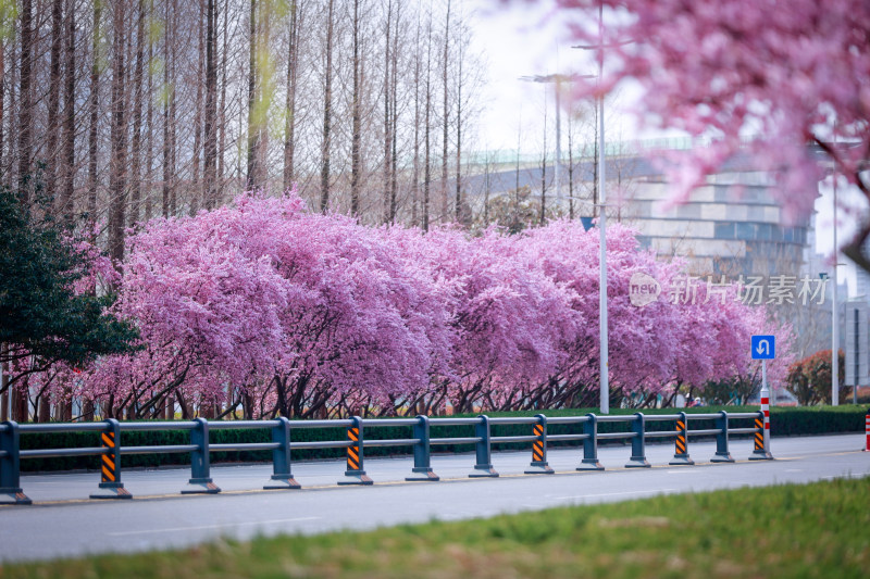 城市道路旁盛开的樱花景观