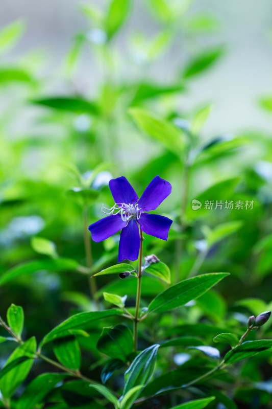 紫花植物蔓长春花
