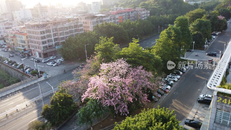 广东东莞：美丽异木棉盛放