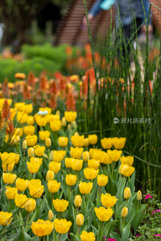 郁金香花